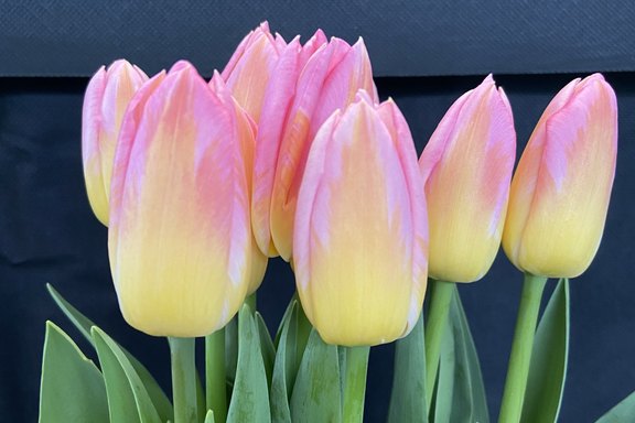 Schnittblumen aus Malanser Produktion