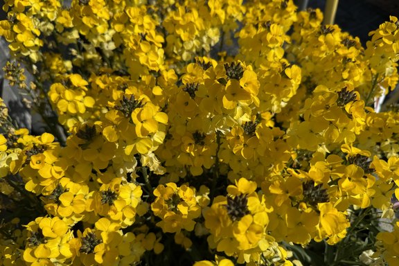 Erysium duftende Blüten  