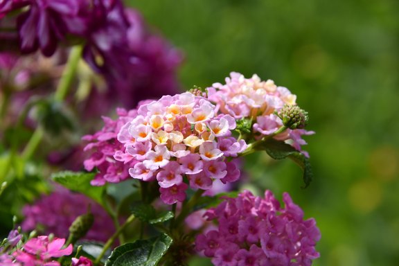 Zierpflanzen aus dem Gartencenter Schaniel