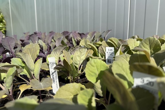 Jungpflanzen Qualität