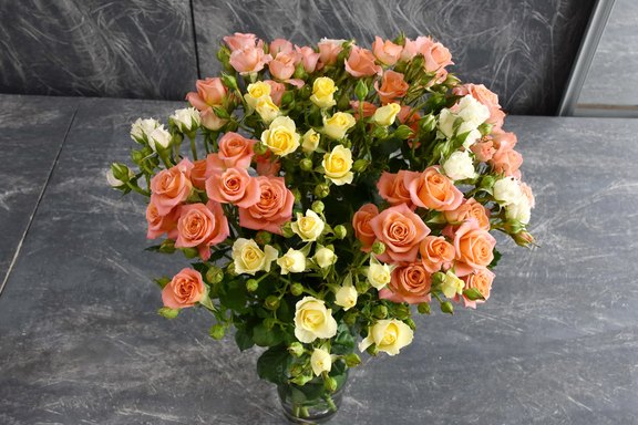 Rosen Polyantha mixed Rosen Polyantha mixed