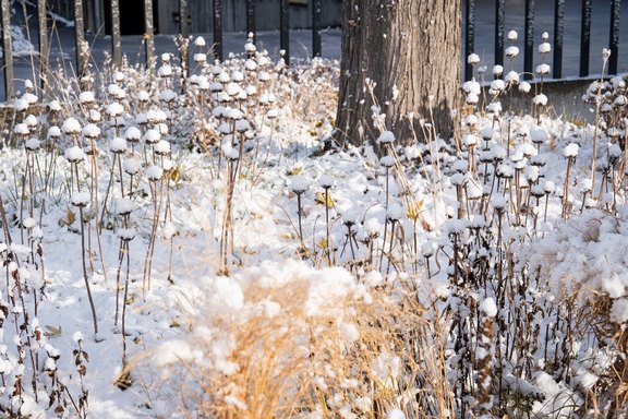 Wintereinbruch im Garten  