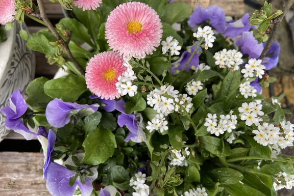 Frühlingsblumen