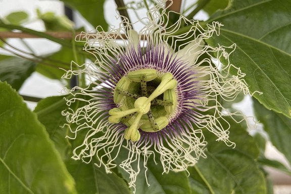 Maracuja - Passiflora extravagante Blüten  