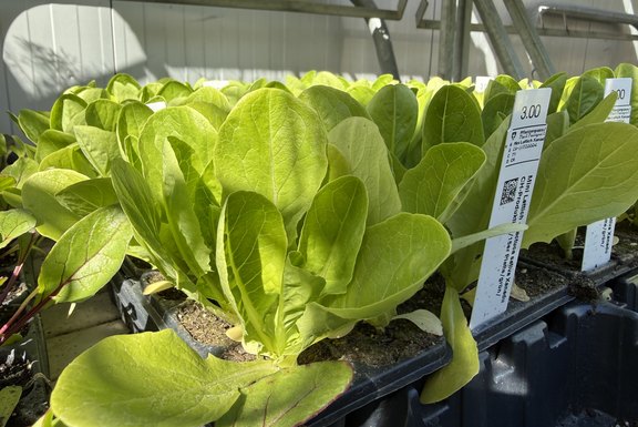 starker Mini Lattich Setzling