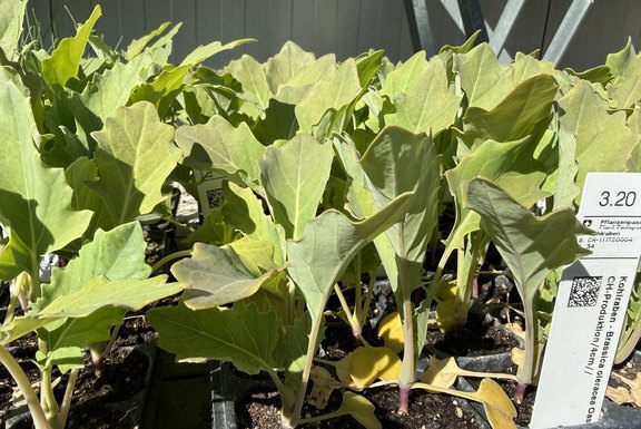 starker Kohlraben Setzling