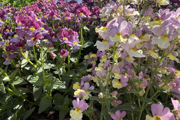 farbenfrohe Pracht für Balkon und Terrasse