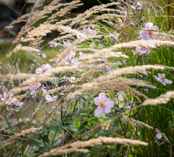 Herbstanemonen Herbstanemonen