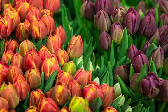 Grosse Malanser Tulpenauswahl
