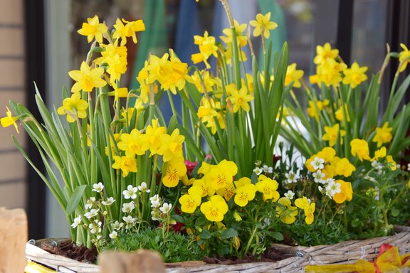 Blumenzwiebeln für den Frühling