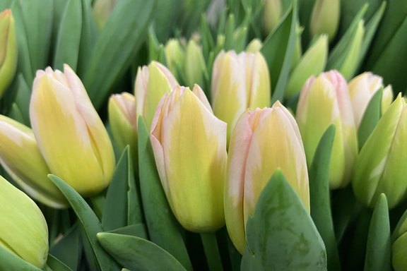 Eigene Schnitttulpen Schweiz