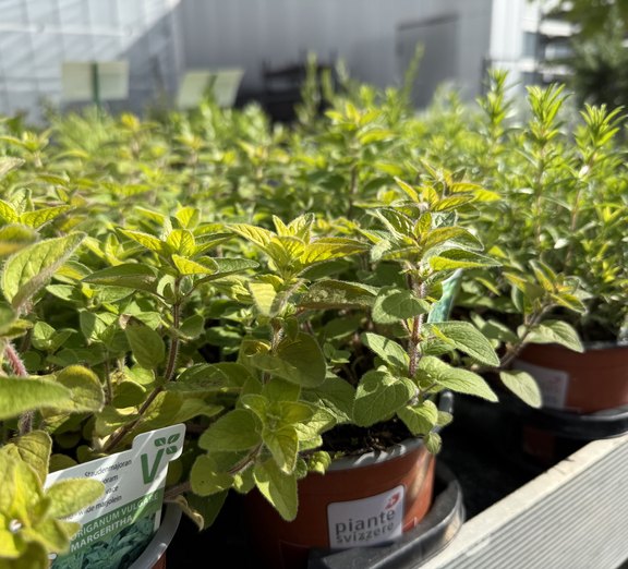 Kräuter aus eigener Produktion  