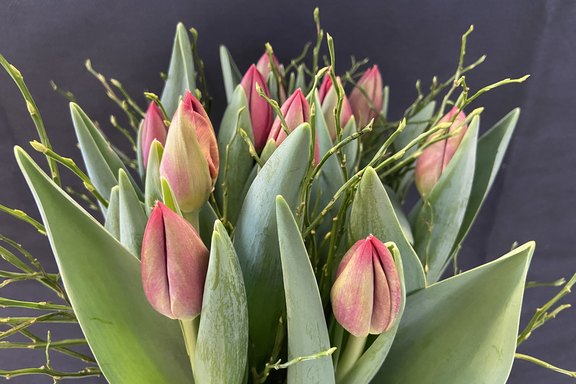 Schnitttulpenstrauss mit lokalen Tulpen  