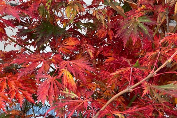 Pflanzen für Messestand