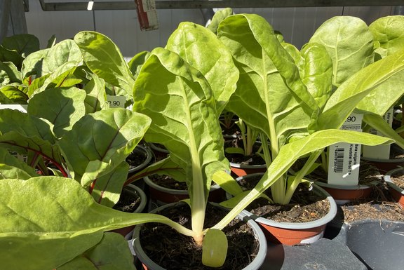 starker Krautstil Setzling