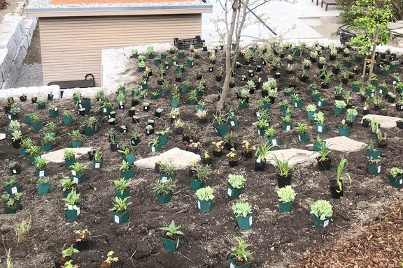 Pflanzplanungskonzepte für den Garten vom Profi