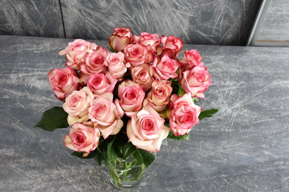 Rosen weiss-rosa Paloma Rosen weiss-rosa Paloma